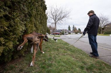 Mahallede işeyen köpek. Fraser Heights, büyük Vancouver, British Columbia, Kanada alınan.