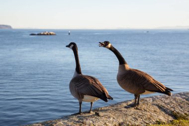 Kayanın üzerinde duran ve bağırmaya kaç kaz. Whytecliff Park, Horseshoe Bay, Vancouver, British Columbia, Kanada alınan.