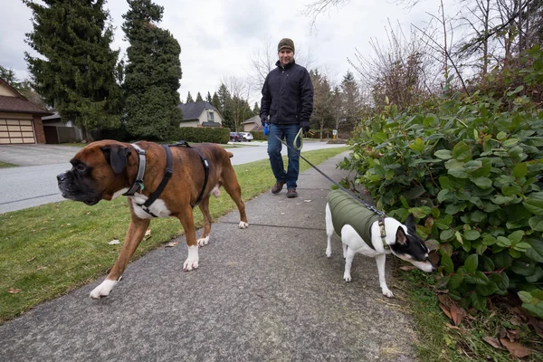 Man walking dogs in the neighborhood. Taken in Fraser Heights, Greater Vancouver, British Columbia, Canada.