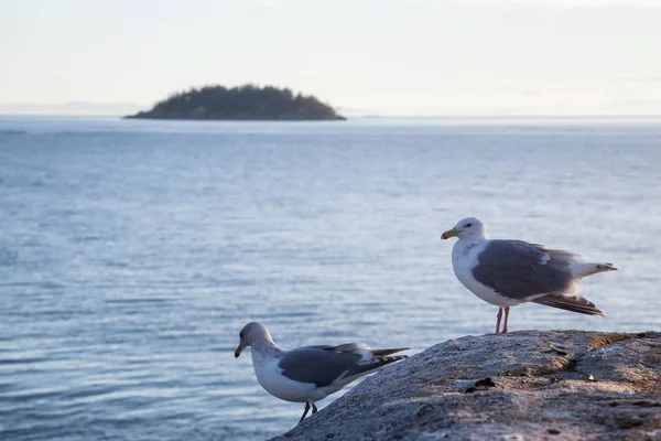 Pájaros Sentados Una Roca Durante Una Vibrante Puesta Sol Tomado — Foto de Stock