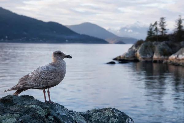 Bird Sitting Rock Vibrant Sunset Taken Horseshoe Bay West Vancouver — Stock Photo, Image