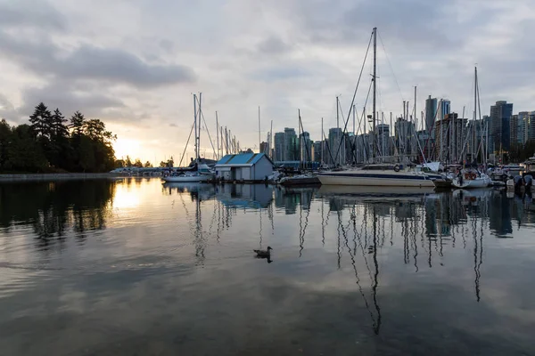 Segelbåtar Marina Pulserande Soluppgång Tas Stanley Park Kol Hamn Downtown — Stockfoto