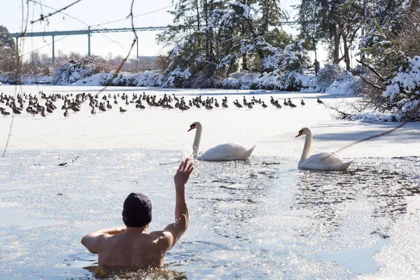 Hombre Nadando Con Patos Cisnes Lago Congelado Durante Día Soleado — Foto de Stock