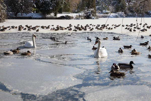 Cisnes Patos Nadando Lago Congelado Durante Soleado Día Invierno Tomado —  Fotos de Stock