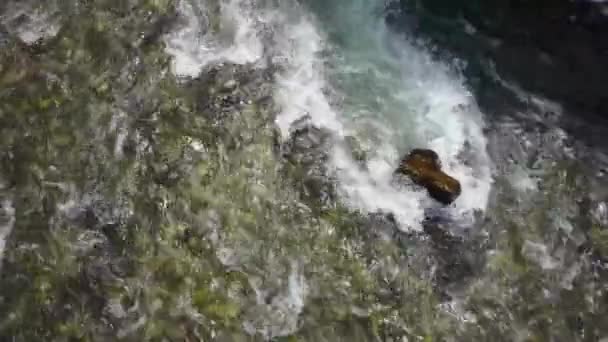 Vista Sobre Água Doce Correndo Pelo Riacho Torno Das Rochas — Vídeo de Stock