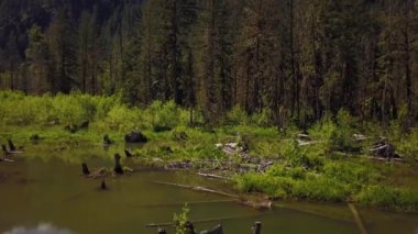 Hava doğa görünümü bir yeşil ağaçlarıyla çevrili Gölü bataklık. Squamish Kuzey Vancouver, British Columbia, Kanada, bir güneşli yaz gününde alınan.