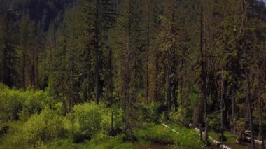 Hava doğa görünümü bir yeşil ağaçlarıyla çevrili Gölü bataklık. Squamish Kuzey Vancouver, British Columbia, Kanada, bir güneşli yaz gününde alınan.