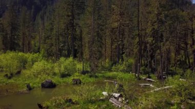 Hava doğa görünümü bir yeşil ağaçlarıyla çevrili Gölü bataklık. Squamish Kuzey Vancouver, British Columbia, Kanada, bir güneşli yaz gününde alınan.