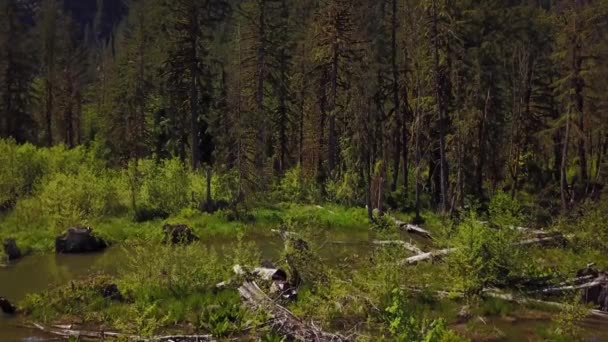 Hava Doğa Görünümü Bir Yeşil Ağaçlarıyla Çevrili Gölü Bataklık Squamish — Stok video