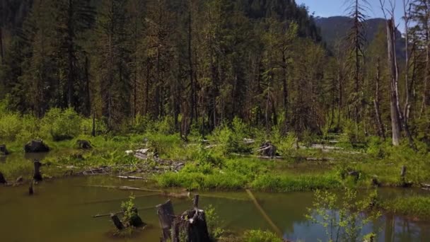 空中自然景观的绿色沼泽湖泊周围的树木 Squamish 温哥华北部 不列颠哥伦比亚省 加拿大 在一个晴朗的夏日 — 图库视频影像