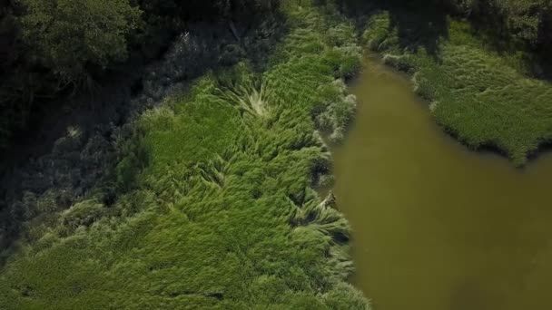 Imágenes Aéreas Pitt Lake Pitt Meadows Gran Vancouver Columbia Británica — Vídeo de stock