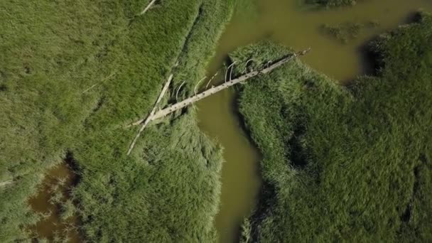 Luchtfoto Natuur Weergave Van Een Groen Swamp Meer Omgeven Door — Stockvideo