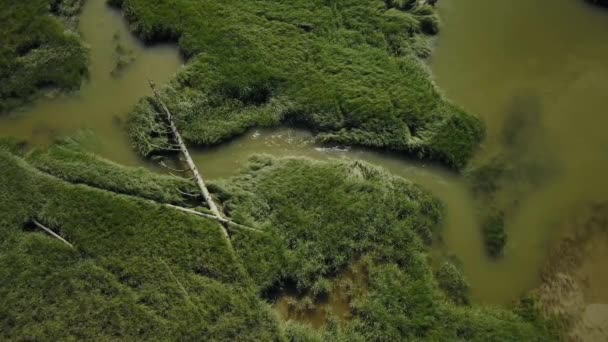 Vista Aérea Naturaleza Lago Verde Pantano Rodeado Árboles Tomado Cerca — Vídeo de stock