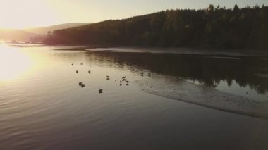 Kazlar aile sürüsü bir altın bahar gün batımı sırasında suda yüzen. Video alınan kıyı iz, Port Moody, büyük Vancouver, British Columbia, Kanada.