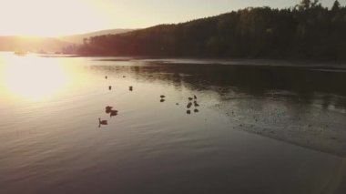 Kazlar aile sürüsü bir altın bahar gün batımı sırasında suda yüzen. Video alınan kıyı iz, Port Moody, büyük Vancouver, British Columbia, Kanada.