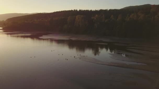 Een Kudde Ganzen Familie Zweven Het Water Tijdens Een Gouden — Stockvideo