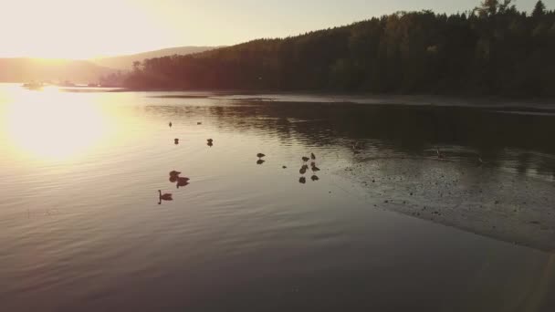 Während Eines Goldenen Frühlingssonnenuntergangs Schwebt Eine Gänseherde Wasser Video Aufgenommen — Stockvideo