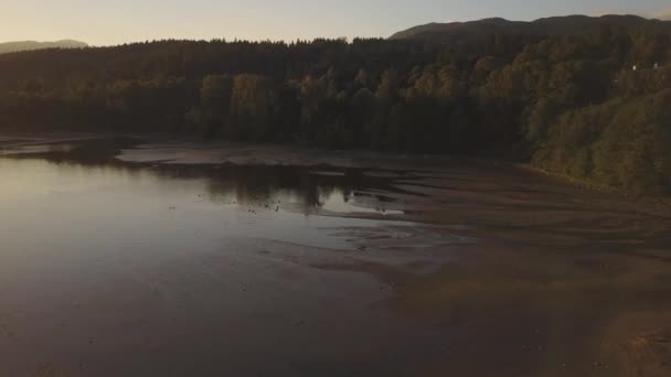 Herd Geese Family Floating Water Golden Spring Sunset Video Taken — Stock Video