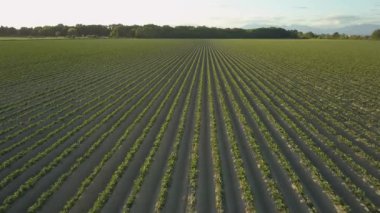Bir yaz gün batımı sırasında yeşil tarım alanının havadan görünümü. Alınan büyük Vancouver, Bc, Kanada.