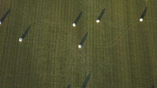 Veduta Aerea Dei Cumuli Fieno Che Trovano Campo Verde Durante — Video Stock