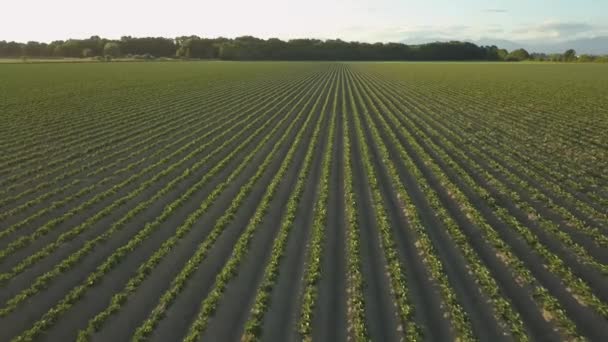 Luftaufnahme Des Grünen Landwirtschaftlichen Feldes Während Eines Sommerlichen Sonnenuntergangs Aufgenommen — Stockvideo