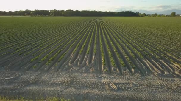 Vista Aérea Del Campo Agrícola Verde Durante Una Puesta Sol — Vídeos de Stock