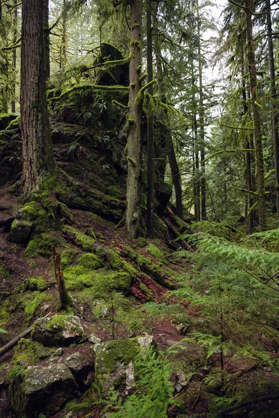 Kaunis Metsämaisema Lynn Valley Canyonissa Otettu Pohjois Vancouverissa Brittiläisessä Kolumbiassa — kuvapankkivalokuva