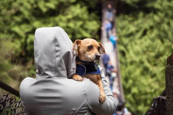 Frau Die Einen Kleinen Hund Chihuahua Ihren Armen Hält Aufgenommen — Stockfoto
