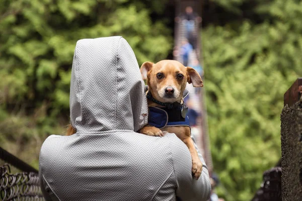 Holiding Egy Kis Kutya Chihuahua Karjában Hozott Lynn Völgy Függőhíd — Stock Fotó