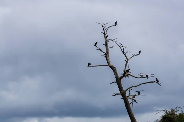 Птицы Сидят Дереве Побережье Тихого Океана Пасмурный Летний День Снято — стоковое фото