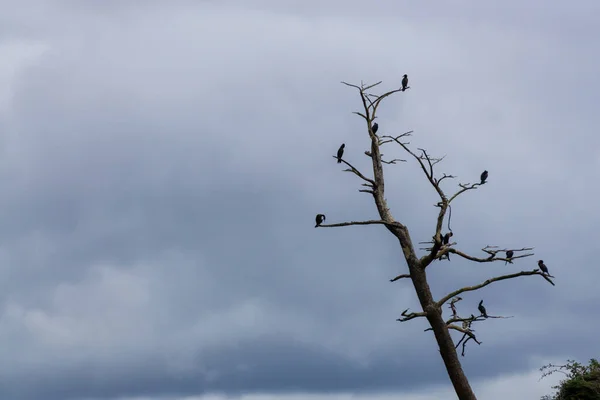 Ptáci Sedí Stromě Pobřeží Tichého Oceánu Během Zamračeného Letního Dne — Stock fotografie