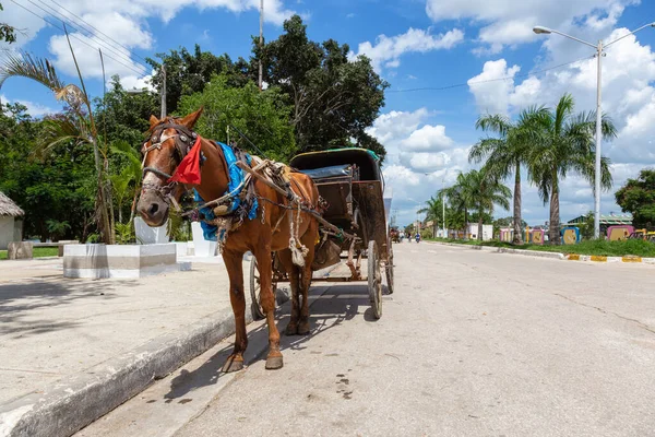 Ciego Ávila Cuba Central Caballo Una Calle Pequeño Pueblo Cubano — Foto de Stock