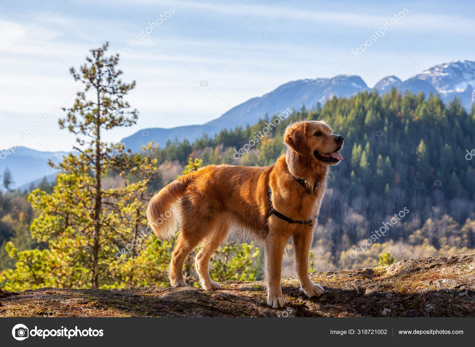 Mountain retriever sale