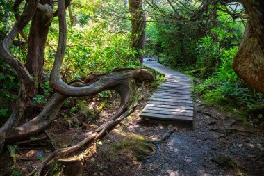 Botanik Plajı, Port Renfrew, Vancouver Adası, British Columbia, Kanada. Yaz günü Yağmur Ormanı 'nda güzel bir patika manzarası.
