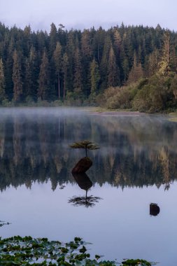Port Renfrew, Vancouver Adası, British Columbia, Kanada. Peri Gölü 'nde sisli bir yaz gündoğumu sırasında Iconic Bonsai Ağacı manzarası.