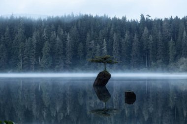 Port Renfrew, Vancouver Adası, British Columbia, Kanada. Peri Gölü 'nde sisli bir yaz gündoğumu sırasında Iconic Bonsai Ağacı manzarası.