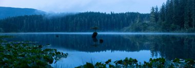Sisli bir yaz gündoğumu sırasında Fairy Gölü'nde bir Ikonik Bonsai Ağacı Panoramik Görünümü. Port Renfrew yakınlarında çekilen Vancouver Adası, British Columbia, Kanada.
