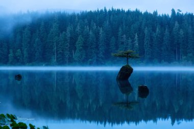 Port Renfrew, Vancouver Adası, British Columbia, Kanada. Peri Gölü 'nde sisli bir yaz gündoğumu sırasında Iconic Bonsai Ağacı manzarası.