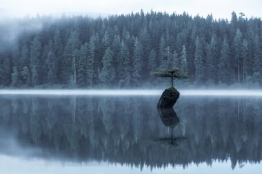 Port Renfrew, Vancouver Adası, British Columbia, Kanada. Peri Gölü 'nde sisli bir yaz gündoğumu sırasında Iconic Bonsai Ağacı manzarası. Sanatsal Yapılandırma