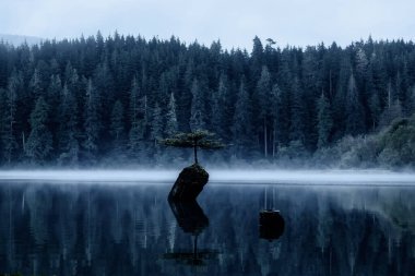 Port Renfrew, Vancouver Adası, British Columbia, Kanada. Peri Gölü 'nde sisli bir yaz gündoğumu sırasında Iconic Bonsai Ağacı manzarası.