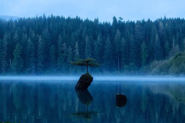 Port Renfrew, Vancouver Adası, British Columbia, Kanada. Peri Gölü 'nde sisli bir yaz gündoğumu sırasında Iconic Bonsai Ağacı manzarası.