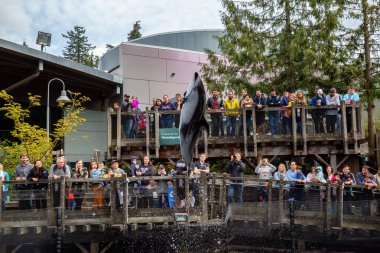 Vancouver, British Columbia, Kanada - 26 Nisan 2019: Dolphin Vancouver Akvaryumu 'nda inanılmaz bir atlayış gerçekleştirdi..