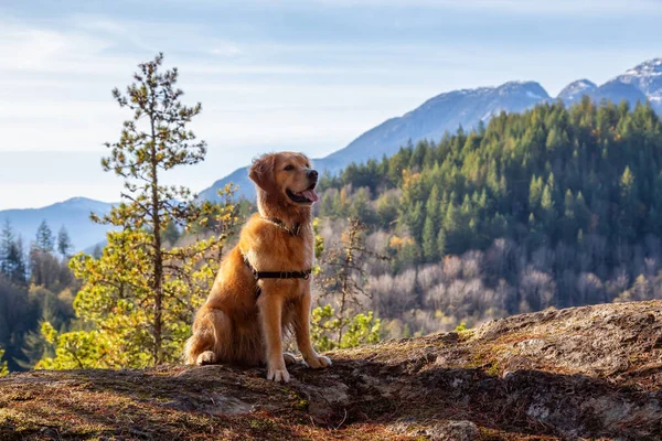 Golden Retriever Sentado Perto Penhasco Com Uma Bela Paisagem Montanhosa — Fotografia de Stock