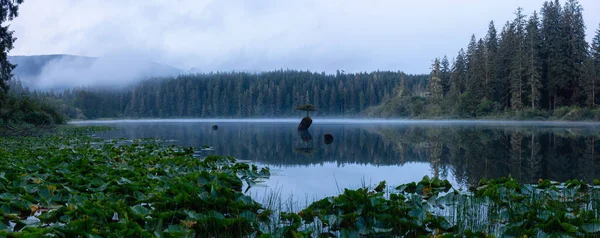 Vista Panorâmica Uma Árvore Bonsai Icônica Lago Das Fadas Durante — Fotografia de Stock