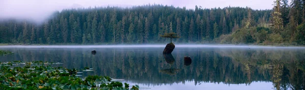 Вид Иконический Бонсай Три Озере Фэйри Время Туманного Летнего Восхода — стоковое фото