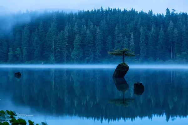 Port Renfrew Vancouver Island Columbia Británica Canadá Vista Árbol Bonsái —  Fotos de Stock