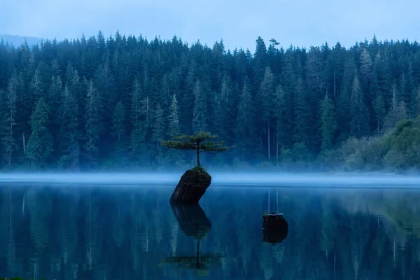 Port Renfrew Vancouver Island British Columbia Canadá Vista Uma Árvore — Fotografia de Stock