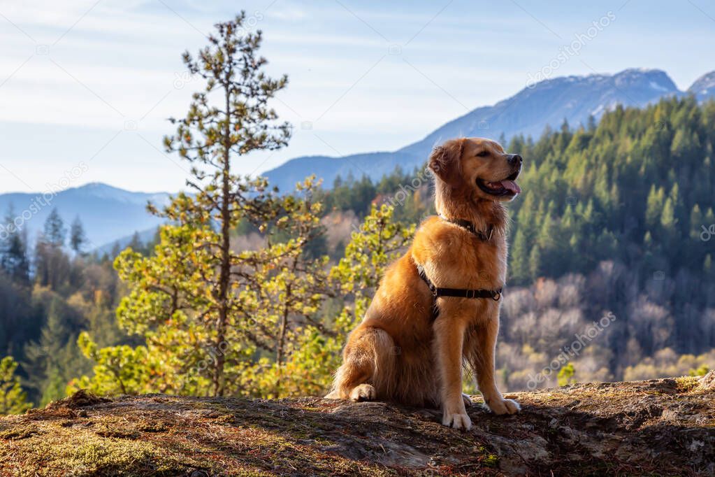 Golden Retriever sitting by a cliff with a beautiful Canadian Mountain Landscape in background during a sunny day. Taken in Squamish, North of Vancouver, British Columbia, Canada.