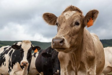 Tillamook County, Oregon, ABD. Bulutlu bir yaz gününde Çiftlikteki İnekler sürüsü.