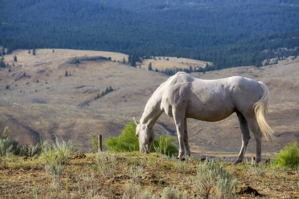 Belle White Horse Debout Dans Champ Ferme Lors Une Journée — Photo
